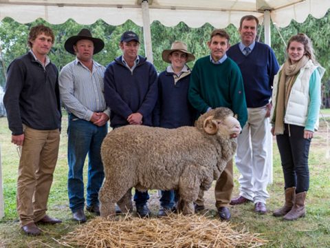 Yarrawonga Merino and Poll Merino Stud Ram Sale