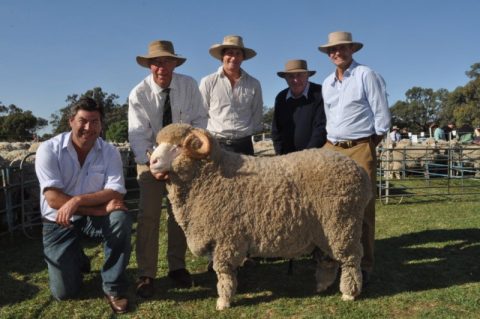 Merino Sheep