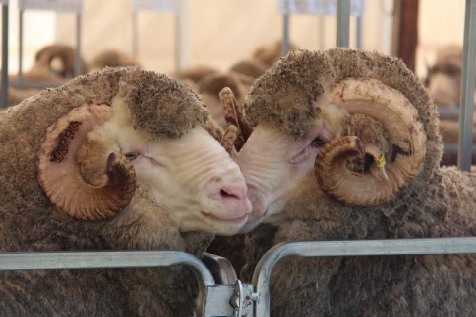 Yarrawonga Merino Sale 2014