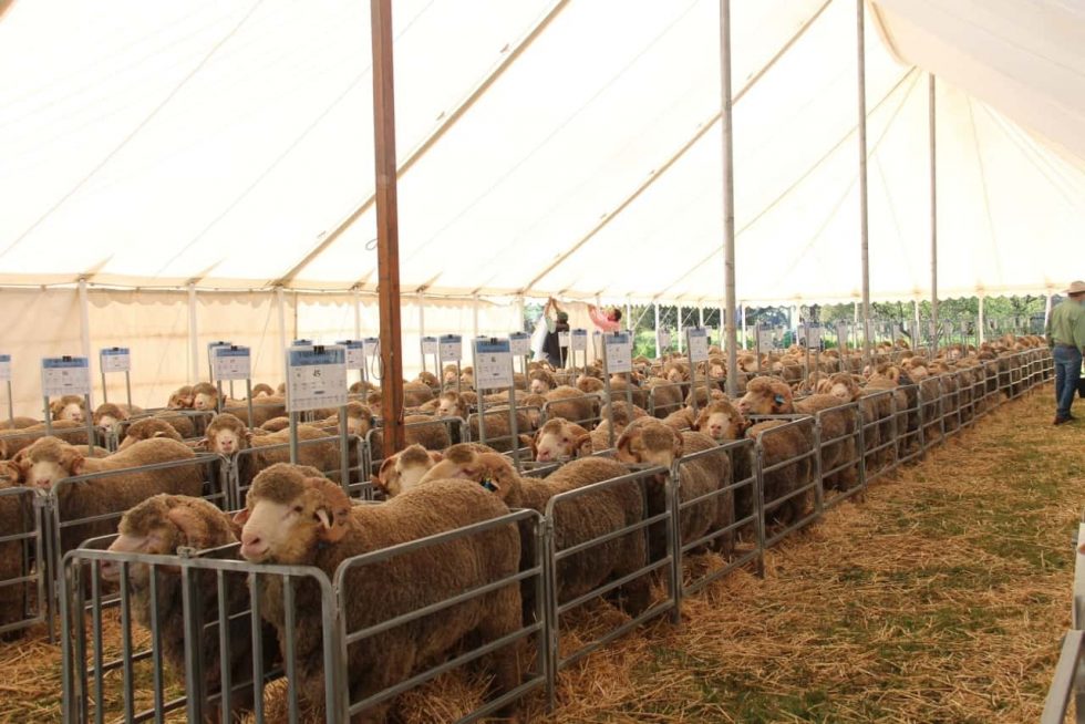 Yarrawonga Merino Sale 2014