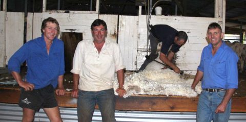 Shearing reserve ram Lambs