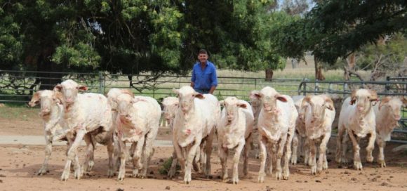 Freshly shorn reserve ram lambs