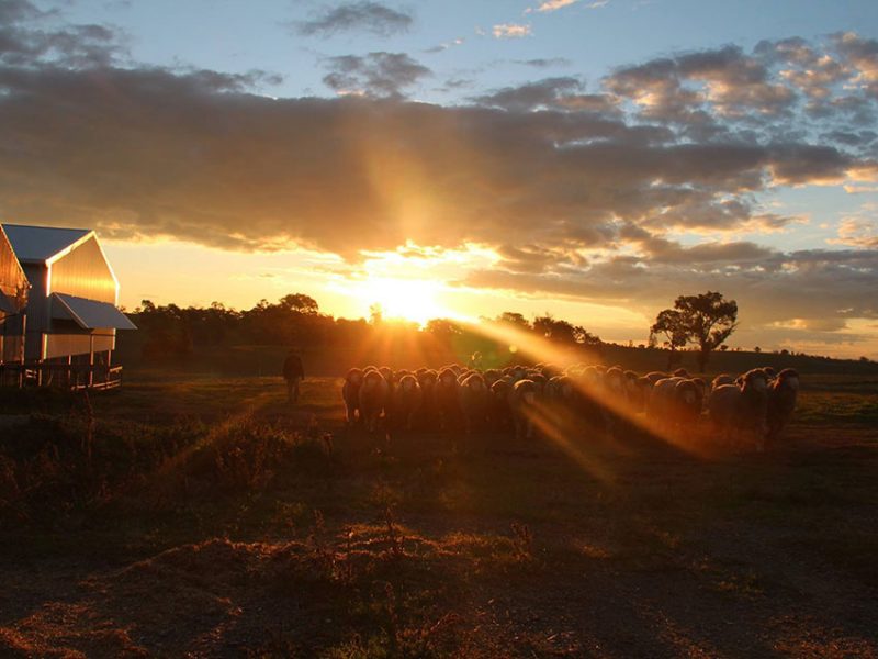 Yarrawonga Merino and Poll Merino Stud Ram Sale