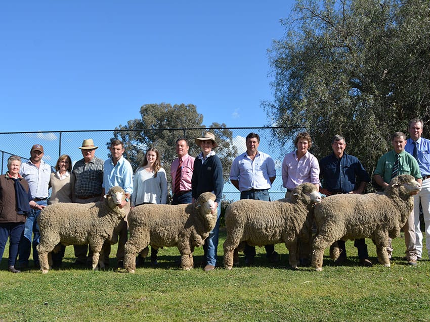 Yarrawonga Merino and Poll Merino Stud Ram Sale