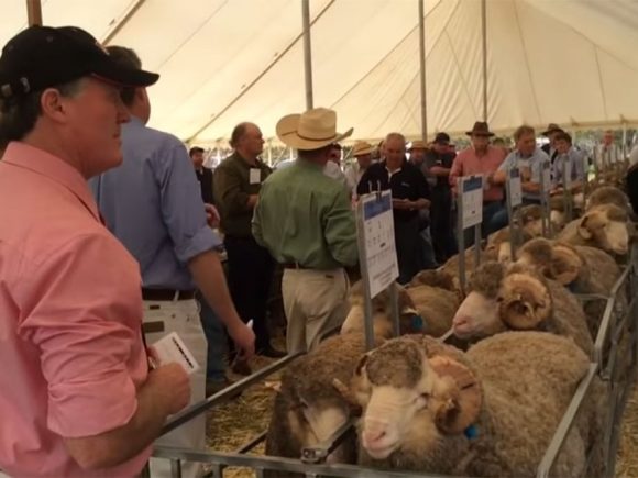 Yarrawonga Merino and Poll Merino Stud Ram Sale