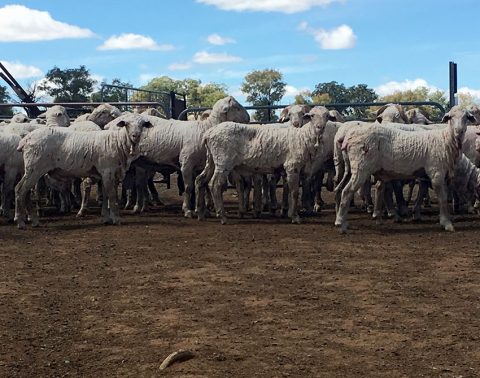 The 2016 drop reserve rams shorn