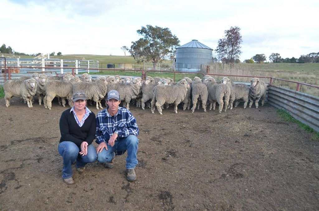 Brett & Jane Constance - Poll Merino Hoggets