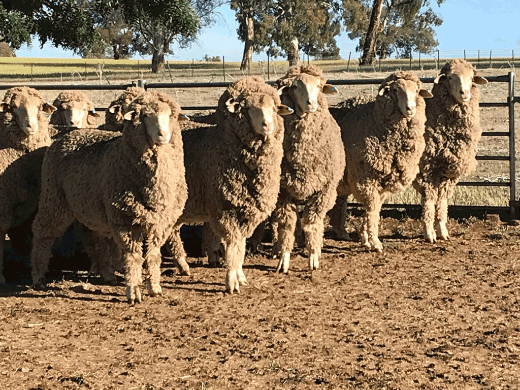 Merino ewes