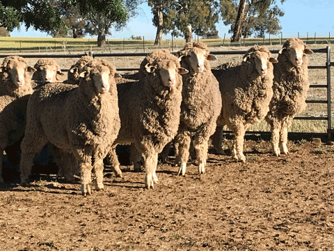 Merino ewes