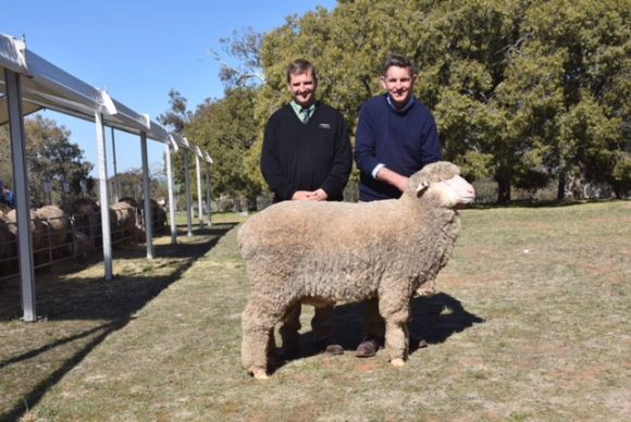 Equal second top price ram $14000 sold to Stanley & Susan Hall
