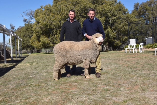 Sold for $11,000 to Gavin Swords, Laraben Merino Stud