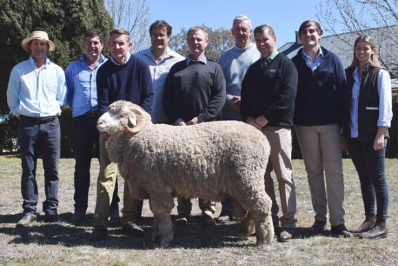 Yarrawonga Don Merino Ram Sold