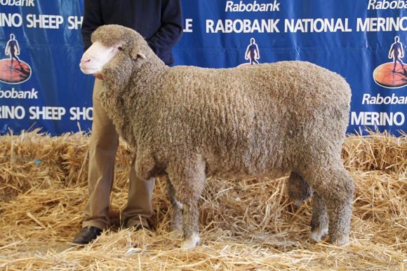 Yarrawonga Merino Sire Semen 1162