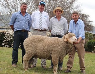 Second Top Price Selling Merino Ram 2019