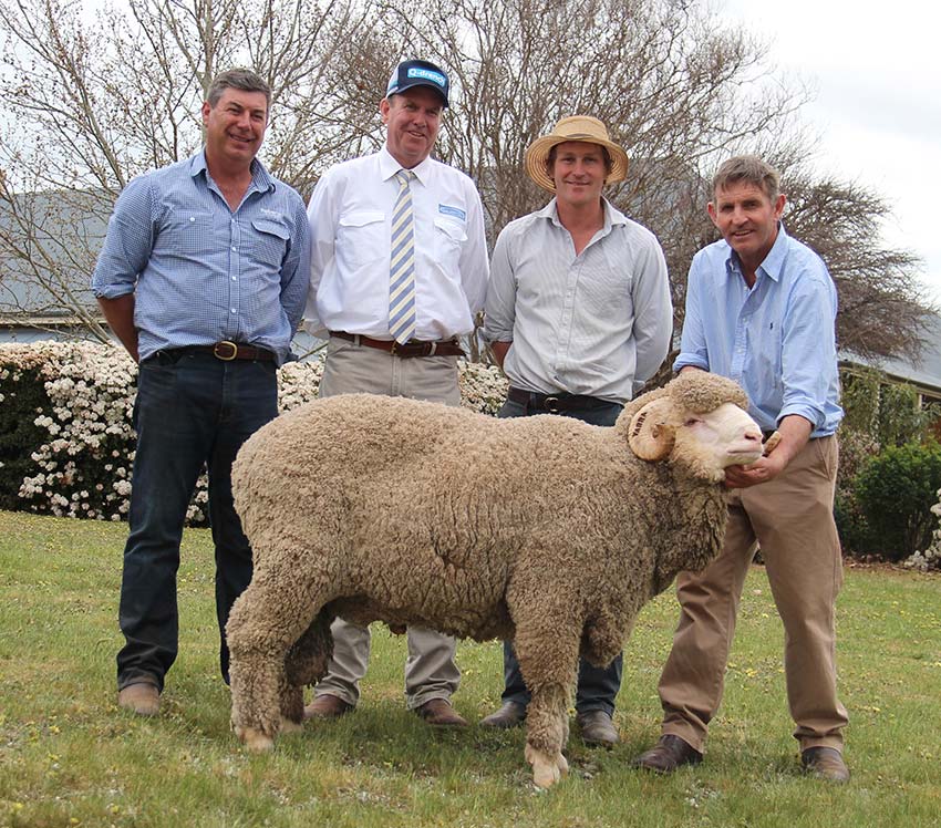 Second Top Price Selling Merino Ram 2019