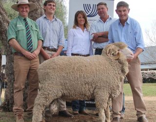 Top Price Selling Merino Ram 2019