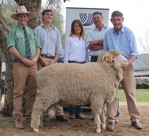 Top Price Selling Merino Ram 2019