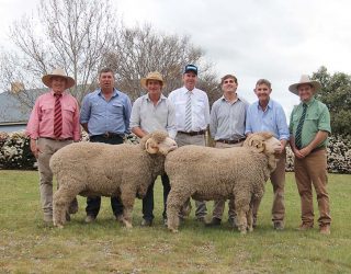 Top Price Selling Merino Rams 2019
