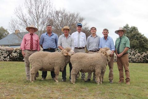 Top Price Selling Merino Rams 2019