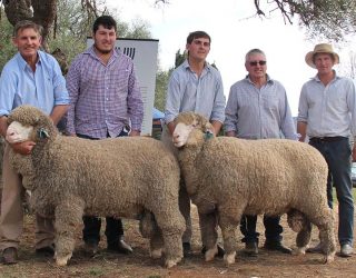 Top Price Selling Poll Merino Rams 2019