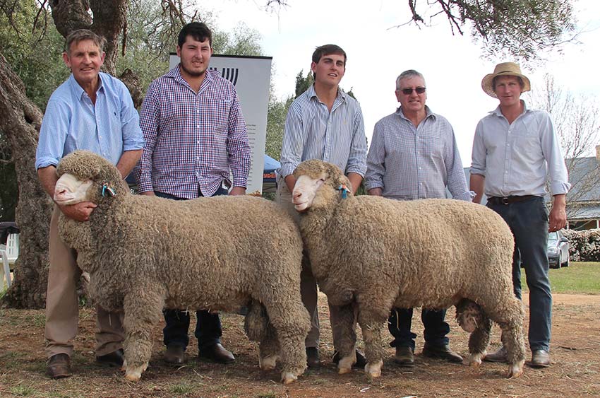 Top Price Selling Poll Merino Rams 2019