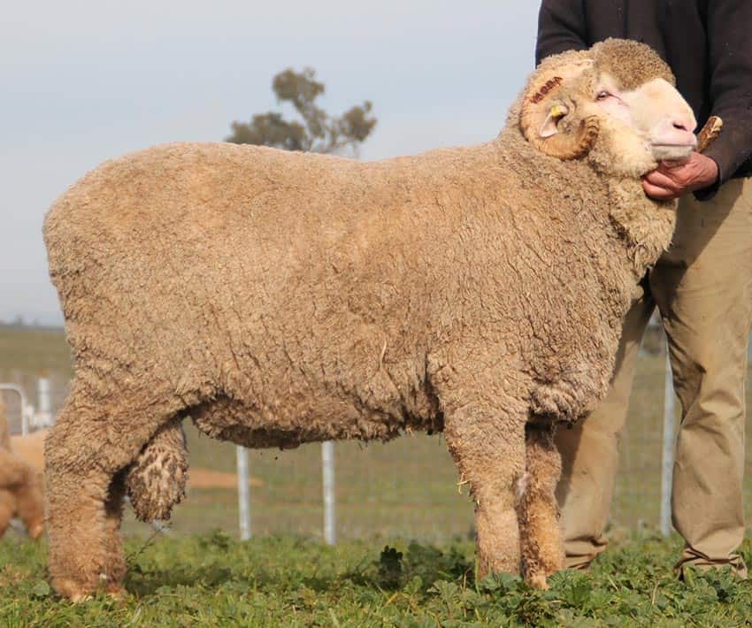 Top 3 rams at 2019 Ram Sale