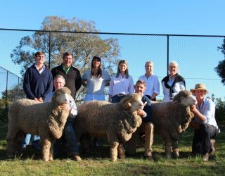 Sold to Demondrille Stud, Harden for $11,000, Sold to Rockford, Tasmania for $10,00, Top price ram sold to Thalaba Stud, Crookwell for $16,000