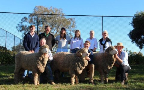 Sold to Demondrille Stud, Harden for $11,000, Sold to Rockford, Tasmania for $10,00, Top price ram sold to Thalaba Stud, Crookwell for $16,000
