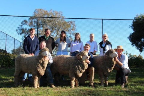 Sold to Demondrille Stud, Harden for $11,000, Sold to Rockford, Tasmania for $10,00, Top price ram sold to Thalaba Stud, Crookwell for $16,000