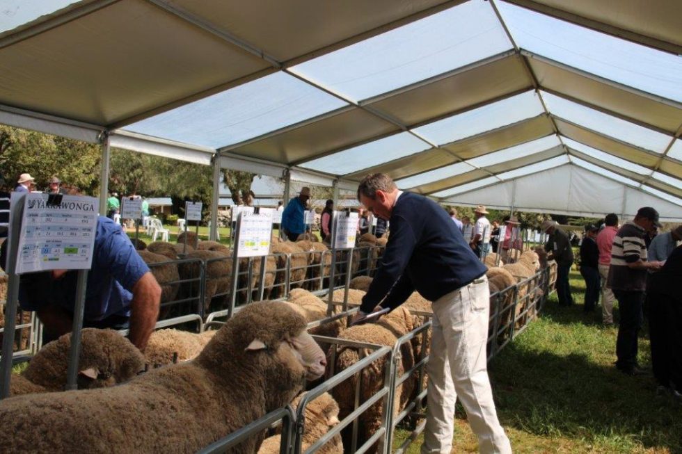 Yarrawonga Merino Ram Sale 2020